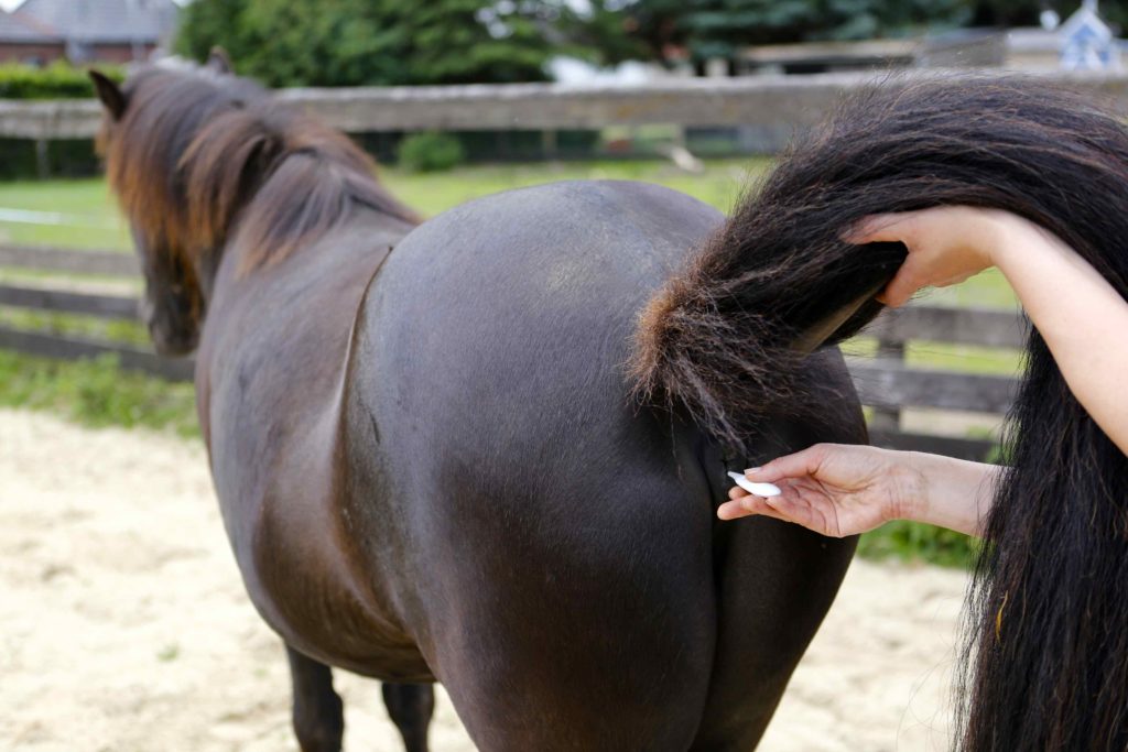 Medical Training entspanntes Fiebermessen bei Pferd 